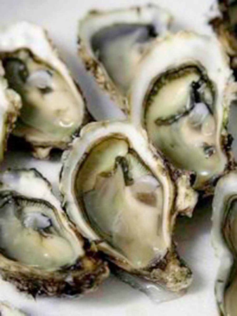 Ostra gallega