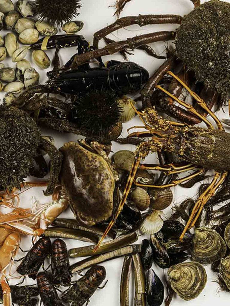 Mariscada gallega
