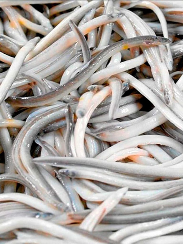 Angulas gallegas