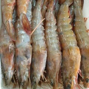 Langostino blanco