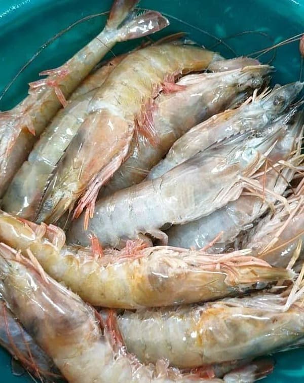 Langostino blanco crudo