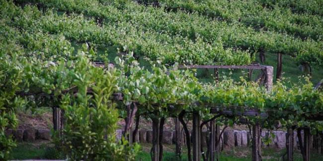 Comprar vinos gallegos de Cambados online en Mordeste