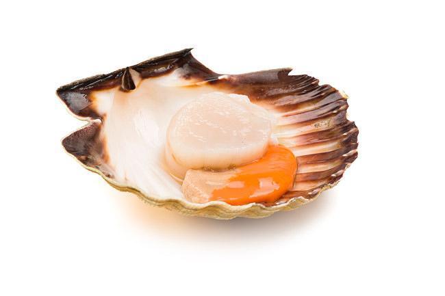 Comprar Petxinas de pelegrí en Mordeste